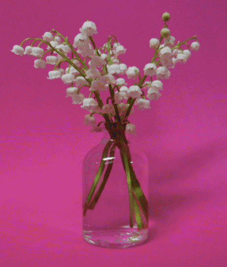 Lily of the Valley animation