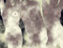 Click Here to View a
                  Larger Version.